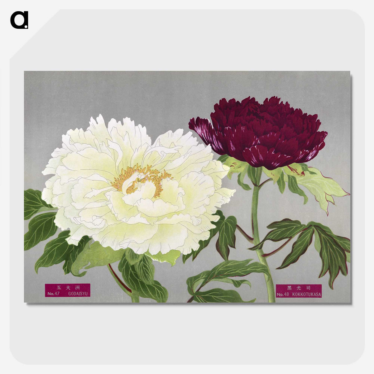 1-24_The-Picture-Book-of-Peonies_picture-crop
