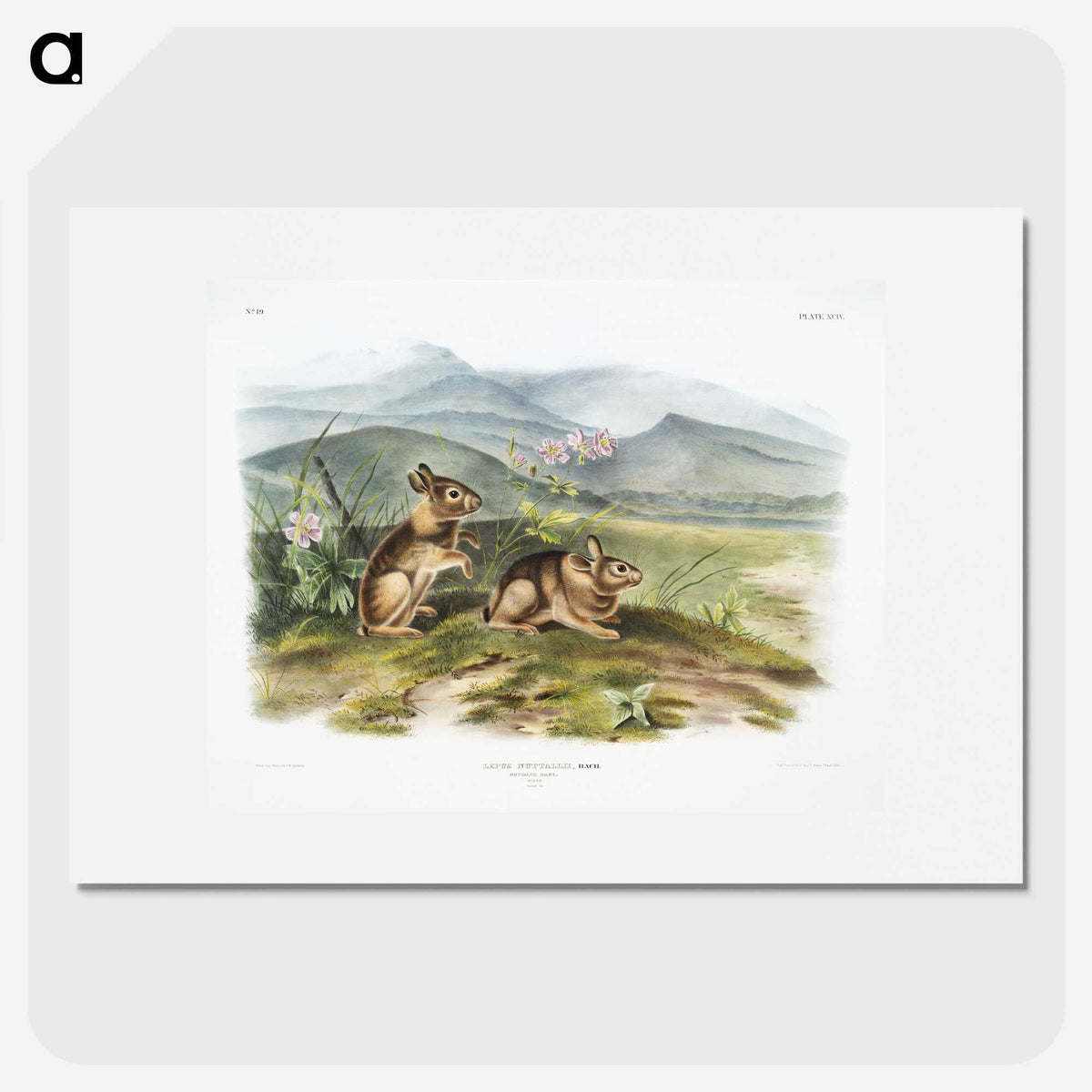1-24_The-Viviparous-Quadrupeds_picture