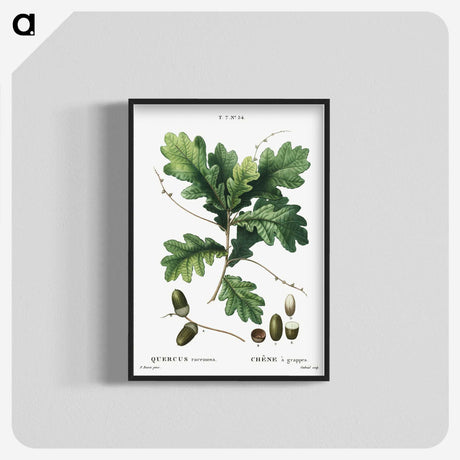 1-24_Treatise-on-Trees-and-Shrubs_blk-crop