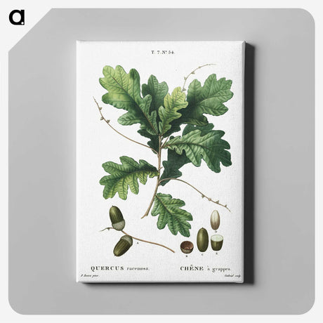 1-24_Treatise-on-Trees-and-Shrubs_canvas