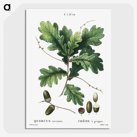 1-24_Treatise-on-Trees-and-Shrubs_picture-crop