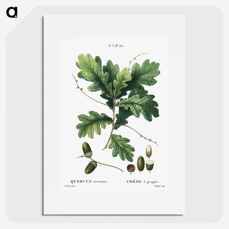 1-24_Treatise-on-Trees-and-Shrubs_picture