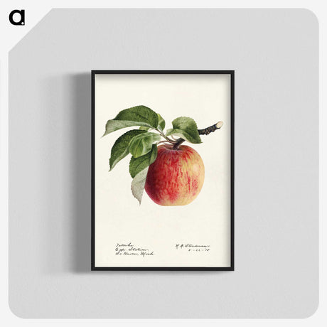 1-24_USDA-Watercolor-Fruit-Painting-Collection_blk-crop