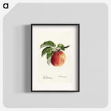 1-24_USDA-Watercolor-Fruit-Painting-Collection_blk
