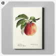 1-24_USDA-Watercolor-Fruit-Painting-Collection_canvas