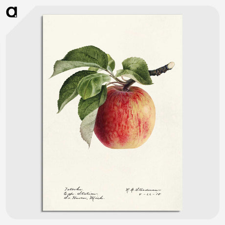 1-24_USDA-Watercolor-Fruit-Painting-Collection_picture-crop