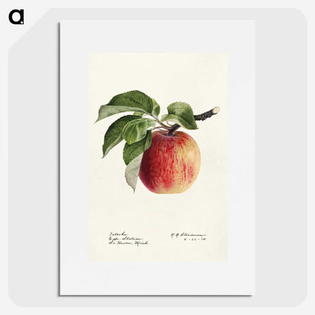 1-24_USDA-Watercolor-Fruit-Painting-Collection_picture