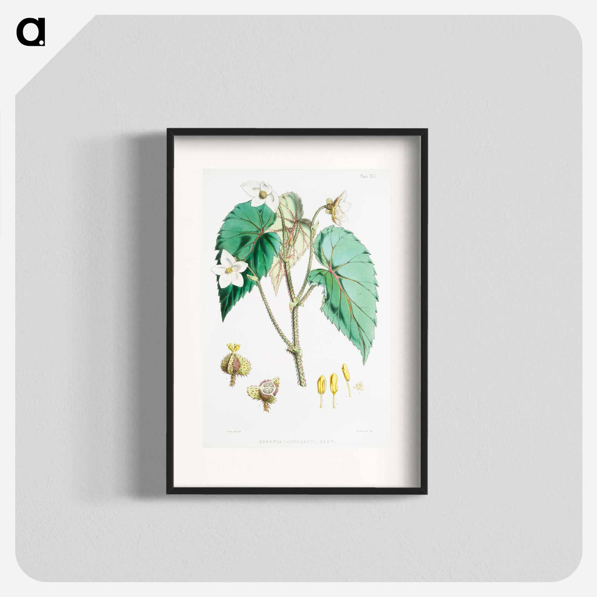 Begonia Cathcartii - ウォルター フッド フィッチ Poster.