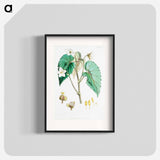 Begonia Cathcartii - ウォルター フッド フィッチ Poster.