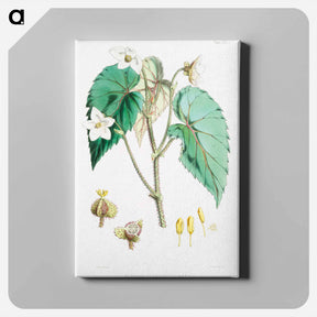 アートパネル-Begonia Cathcartii - ウォルター フッド フィッチ Canvas.