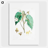 Begonia Cathcartii - ウォルター フッド フィッチ Poster.