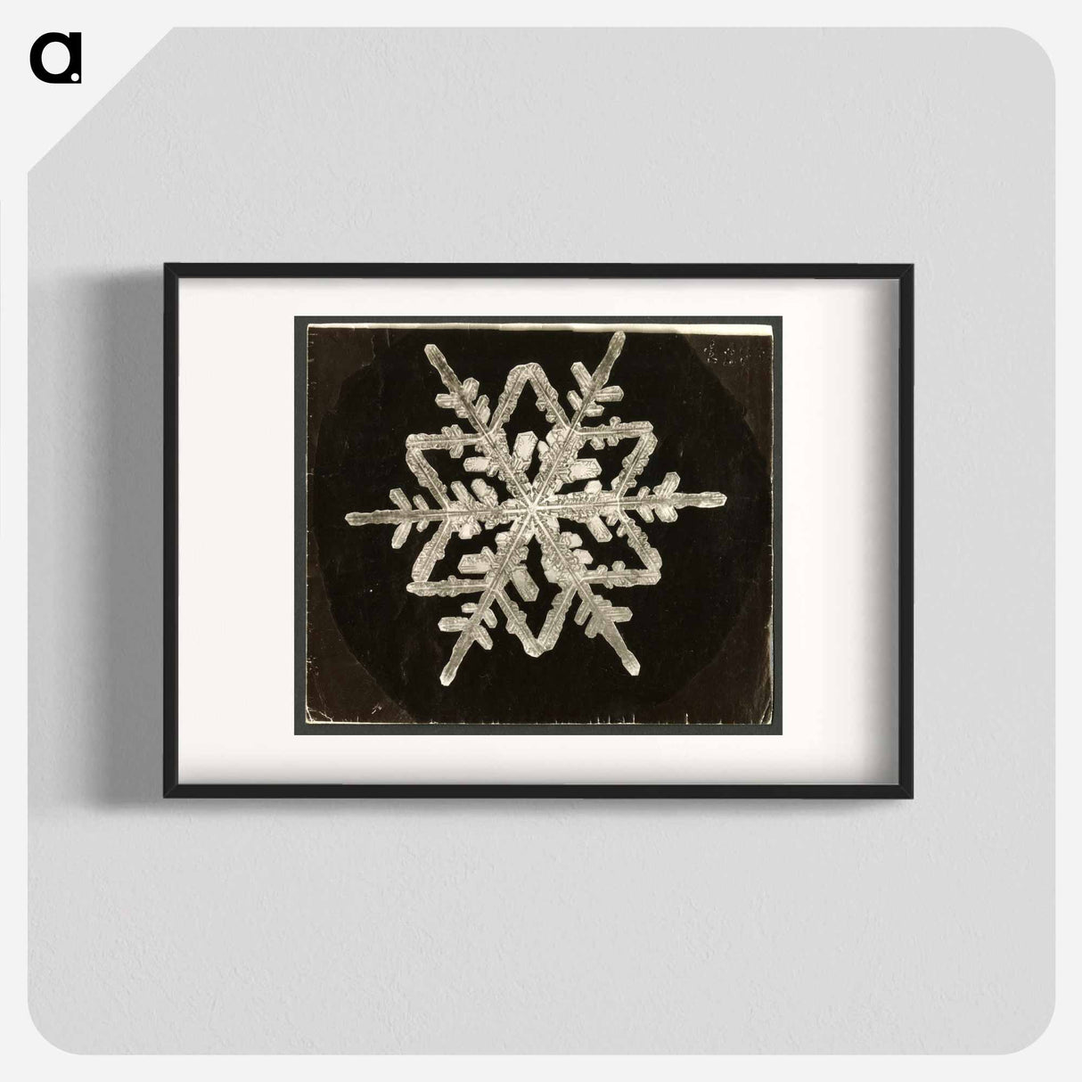 Wilson Bentley Photomicrograph of Fernlike Stellar Snowflake No. 542A - ウィルソン ベントレー Poster.