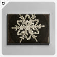 1-24_Wilson-Bentley_canvas