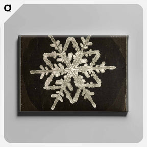 アートパネル-Wilson Bentley Photomicrograph of Fernlike Stellar Snowflake No. 542A - ウィルソン ベントレー Canvas.