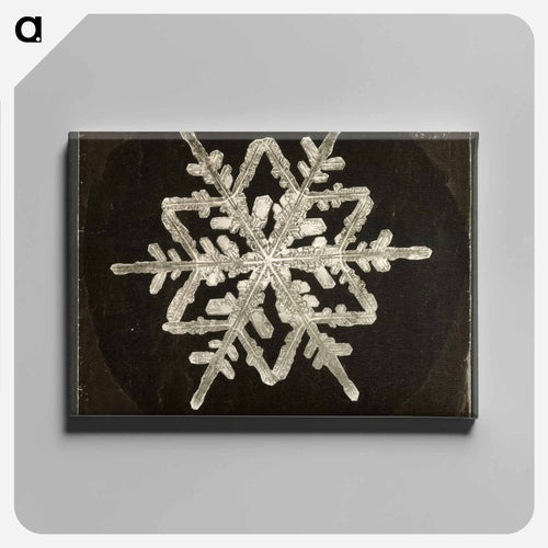 Wilson Bentley Photomicrograph of Fernlike Stellar Snowflake No. 542A - ウィルソン ベントレー Canvas.