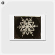 アートポストカード-Wilson Bentley Photomicrograph of Fernlike Stellar Snowflake No. 542A - ウィルソン ベントレー Postcard.