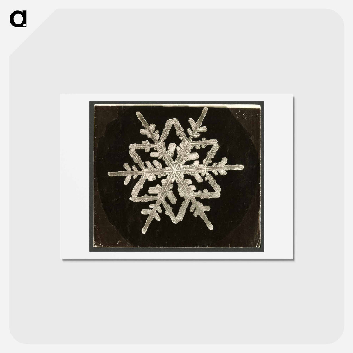 アートポストカード-Wilson Bentley Photomicrograph of Fernlike Stellar Snowflake No. 542A - ウィルソン ベントレー Postcard.