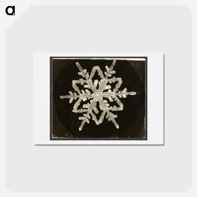 アートポストカード-Wilson Bentley Photomicrograph of Fernlike Stellar Snowflake No. 542A - ウィルソン ベントレー Postcard.