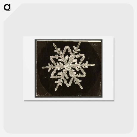 アートポストカード-Wilson Bentley Photomicrograph of Fernlike Stellar Snowflake No. 542A - ウィルソン ベントレー Postcard.