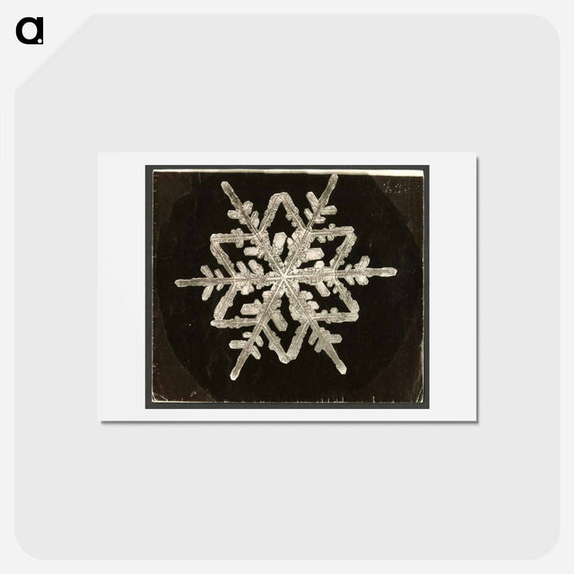 アートポストカード-Wilson Bentley Photomicrograph of Fernlike Stellar Snowflake No. 542A - ウィルソン ベントレー Postcard.