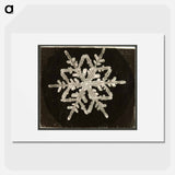 Wilson Bentley Photomicrograph of Fernlike Stellar Snowflake No. 542A - ウィルソン ベントレー Poster.