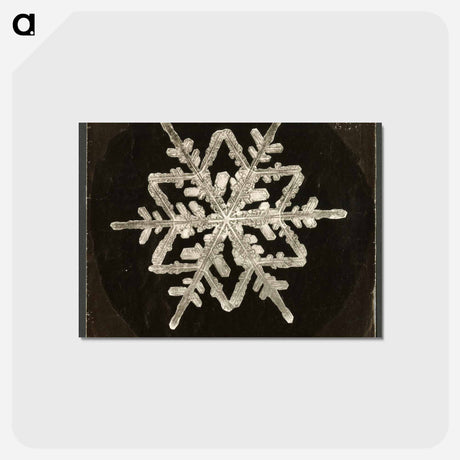 アートポストカード-Wilson Bentley Photomicrograph of Fernlike Stellar Snowflake No. 542A - ウィルソン ベントレー Postcard.