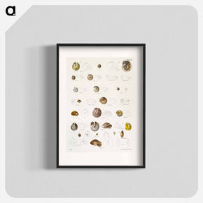 アートポスター-Different types of seashells illustration from Zoology of New York by James Ellsworth De Kay - ニューヨークの動物学 Poster.