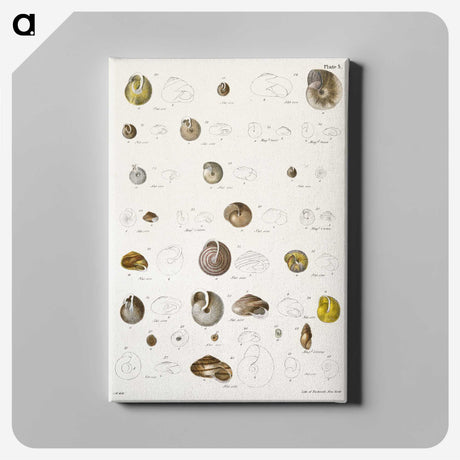 1-24_Zoology-of-New-York_canvas