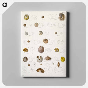 アートパネル-Different types of seashells illustration from Zoology of New York by James Ellsworth De Kay - ニューヨークの動物学 Canvas.