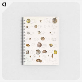 アートメモ帳-Different types of seashells illustration from Zoology of New York by James Ellsworth De Kay - ニューヨークの動物学 Memo.
