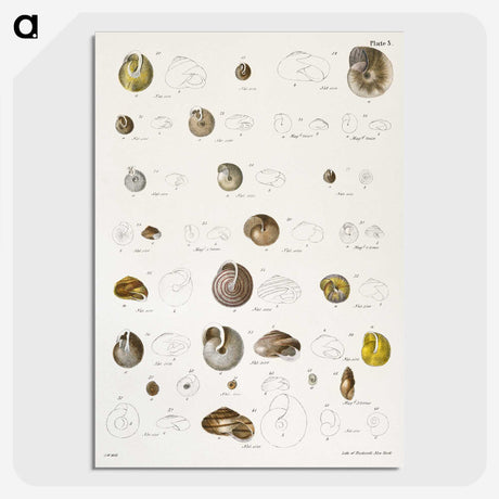 1-24_Zoology-of-New-York_picture-crop