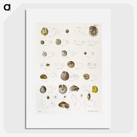 1-24_Zoology-of-New-York_picture