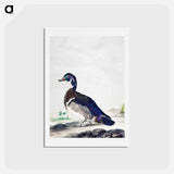 アートポストカード-A Duck - アールト シューマン Postcard.