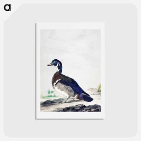 アートポストカード-A Duck - アールト シューマン Postcard.