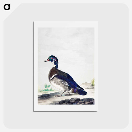 アートポストカード-A Duck - アールト シューマン Postcard.