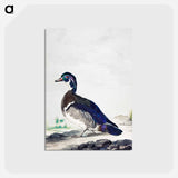 アートポストカード-A Duck - アールト シューマン Postcard.