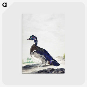 1-25_Aert-Schouman_postcard