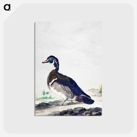 アートポストカード-A Duck - アールト シューマン Postcard.