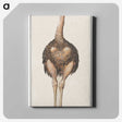 1-25_Anselmus-Boetius-de-Boodt_canvas