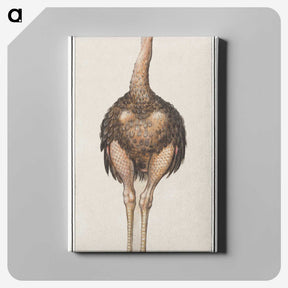 1-25_Anselmus-Boetius-de-Boodt_canvas