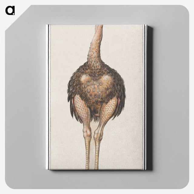 1-25_Anselmus-Boetius-de-Boodt_canvas