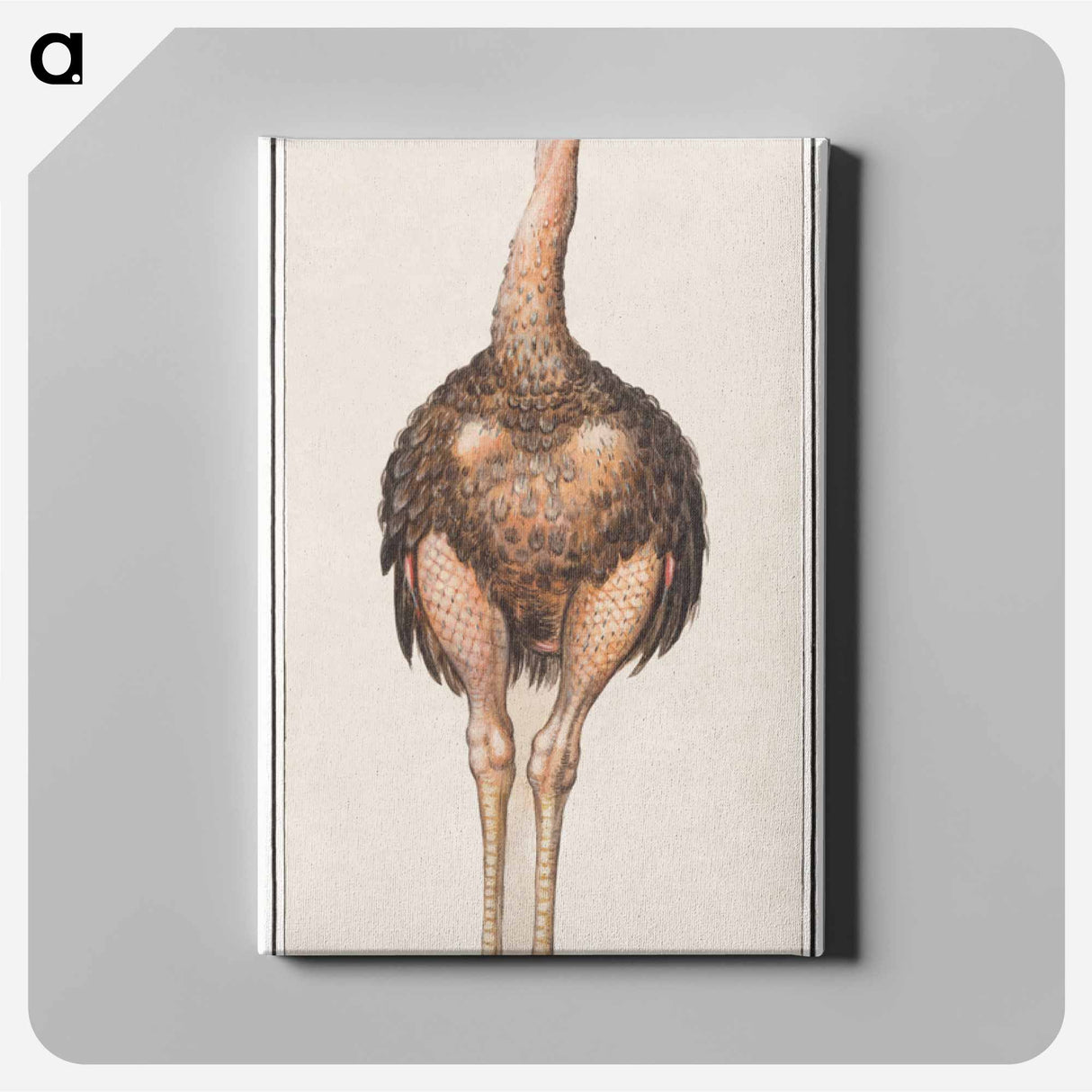 Ostrich - アンセルムス ボエティウス デ ブート Canvas.