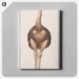 Ostrich - アンセルムス ボエティウス デ ブート Canvas.