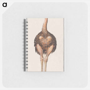 アートメモ帳-Ostrich - アンセルムス ボエティウス デ ブート Memo.