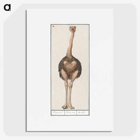 1-25_Anselmus-Boetius-de-Boodt_picture