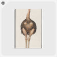1-25_Anselmus-Boetius-de-Boodt_postcard
