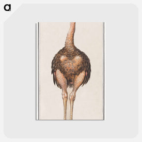 アートポストカード-Ostrich - アンセルムス ボエティウス デ ブート Postcard.