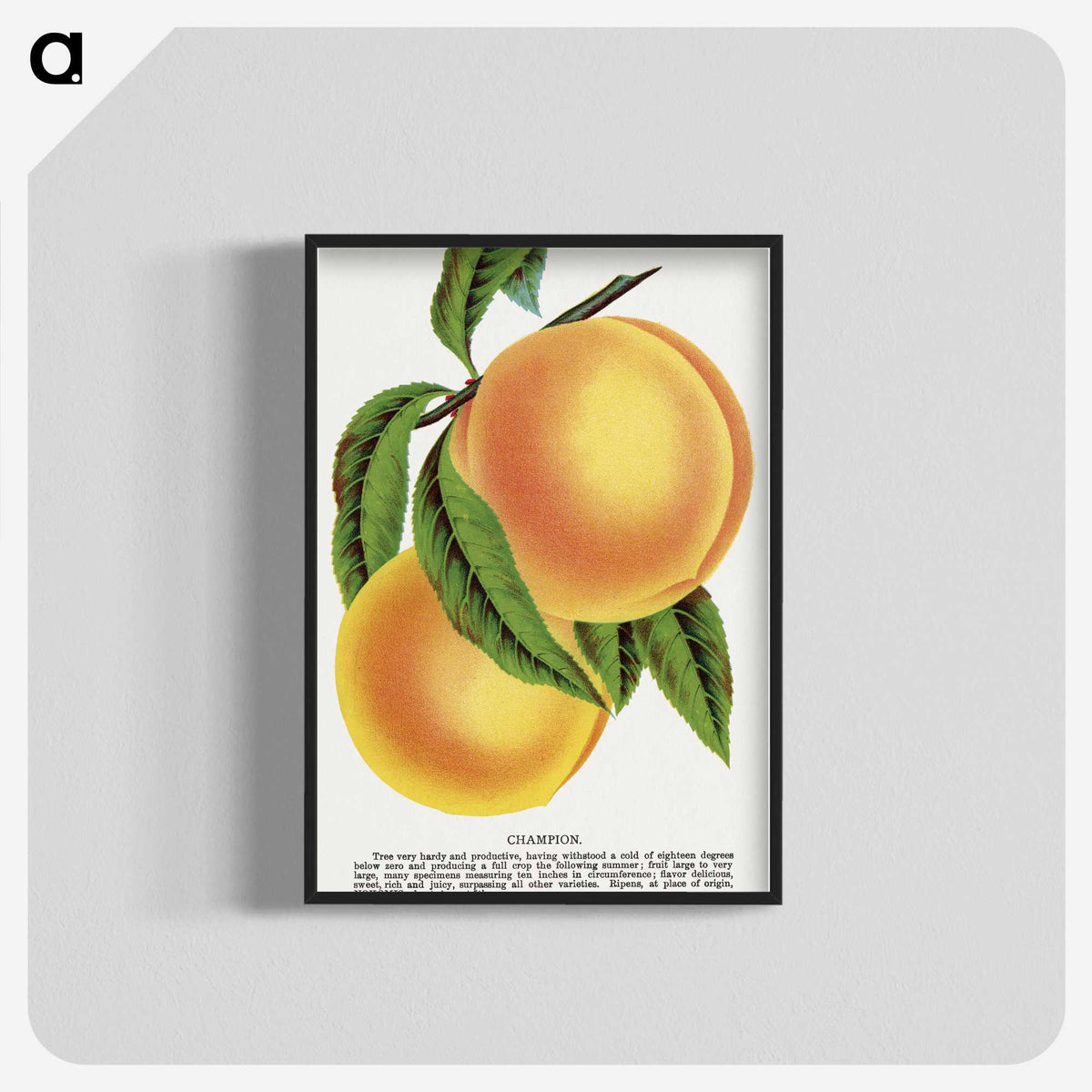 1-25_Botanical-Specimen-Plates_blk-crop