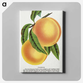1-25_Botanical-Specimen-Plates_canvas