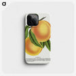 1-25_Botanical-Specimen-Plates_phone